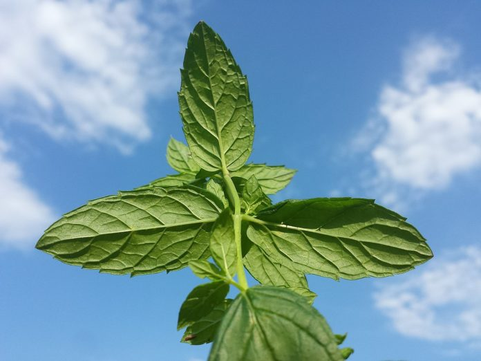 remedios naturales para la calvicie